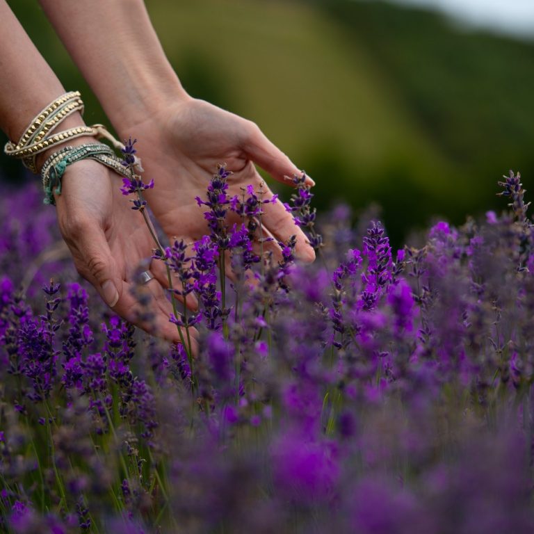 Lavender field Lavender field